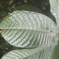 Uvaria semecarpifolia Hook.f. & Thomson